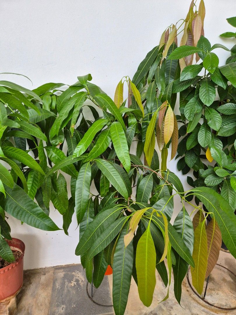 Maprang Mango Tree (Category: Plants & Seeds) located in Singapore. Submitted by faithfultotheend (Listing ID 1366814279, Image 1). Description: 🫒Home grown w/o pesticides 🫒Price fixed 🫒Self pick-up fr Jurong West St 61 or arrange your own delivery.
