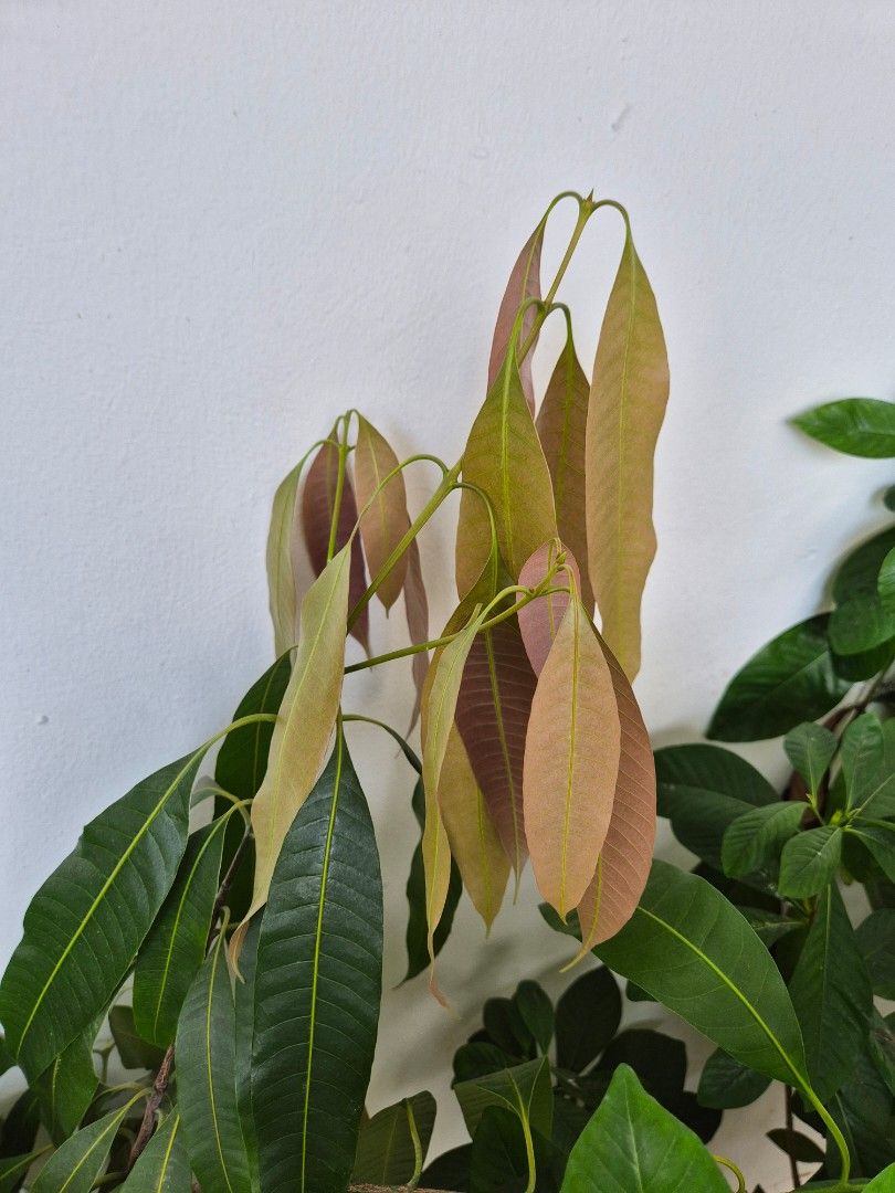 Maprang Mango Tree (Category: Plants & Seeds) located in Singapore. Submitted by faithfultotheend (Listing ID 1366814279, Image 2). Description: 🫒Home grown w/o pesticides 🫒Price fixed 🫒Self pick-up fr Jurong West St 61 or arrange your own delivery.