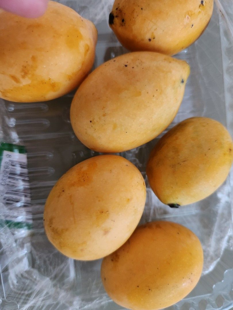 Maprang Mango Tree (Category: Plants & Seeds) located in Singapore. Submitted by faithfultotheend (Listing ID 1366814279, Image 3). Description: 🫒Home grown w/o pesticides 🫒Price fixed 🫒Self pick-up fr Jurong West St 61 or arrange your own delivery.