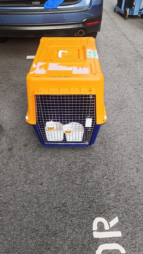 Pet Cage (Category: Homes & Other Pet Accessories) located in Singapore. Submitted by ahpek1981 (Listing ID 1366772183, Image 1). Description: look almost new,can fit 2 to 3 dog inside price nego.