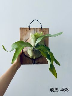 （分類：）位於 。 由 sumsum_00 提交（商品編號 1370115184，圖片 1）。簡介： 。