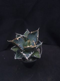 (Category: ) located in . Submitted by excess.plants (Listing ID 1369769396, Image 1). Description: .
