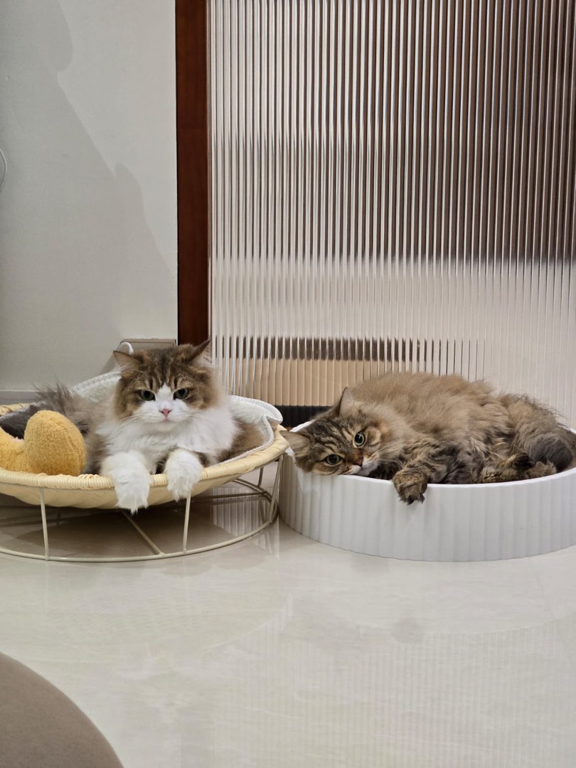 Dog Boarding Last Minute Cat Boarding Cat Boarding Near Me Pet