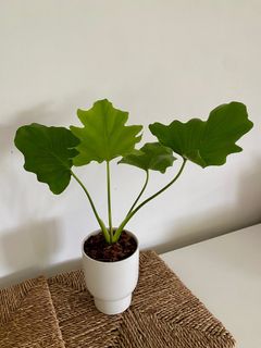 （分類：）位於 。 由 dreamplants 提交（商品編號 1362335177，圖片 1）。簡介： 。