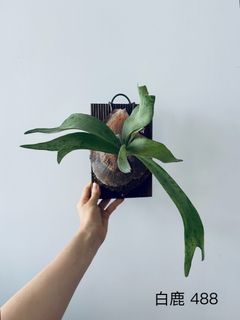 （分類：）位於 。 由 sumsum_00 提交（商品編號 1370374292，圖片 1）。簡介： 。