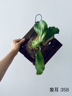 （分類：）位於 。 由 sumsum_00 提交（商品編號 1370375418，圖片 1）。簡介： 。