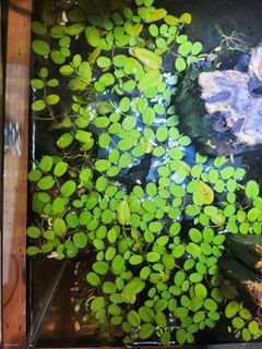 (Category: ) located in . Submitted by jwtew (Listing ID 1370295640, Image 1). Description: .