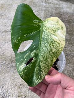 (Category: ) located in . Submitted by addicted2plants (Listing ID 1370334210, Image 1). Description: .