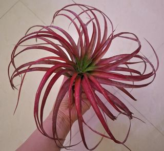 （分類：）位於 。 由 camanyo 提交（商品編號 1370516517，圖片 1）。簡介： 。
