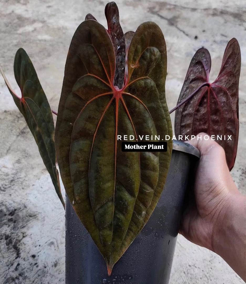 anthurium_red_vein_dark_phoeni