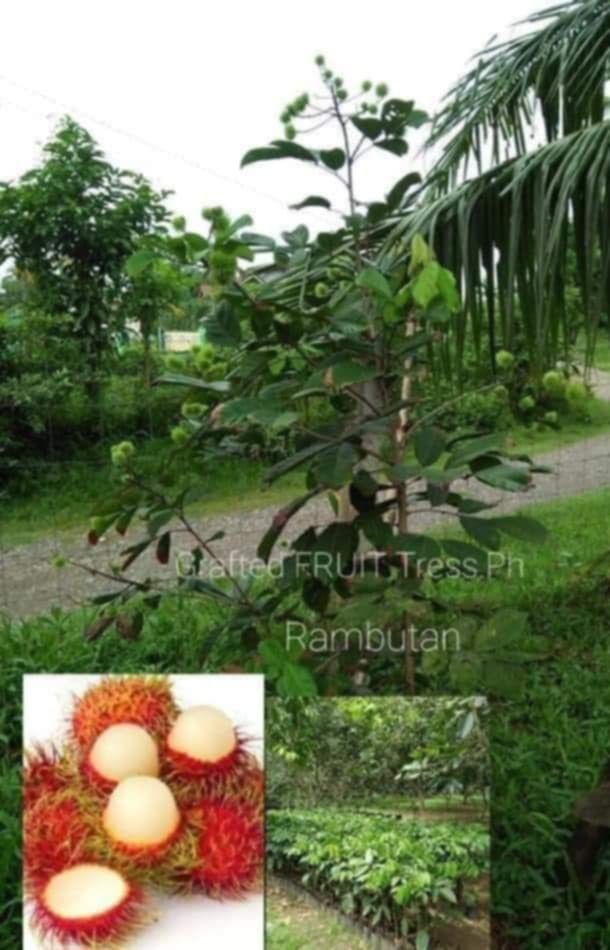 Fruit bearing trees (Category: Plants & Seeds) located in Quezon City. Submitted by cjpadilla (Listing ID 1370567234, Image 1). Description: .