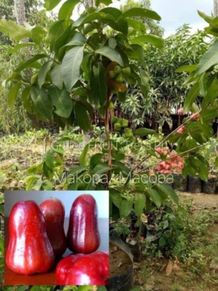 Fruit bearing trees (Category: Plants & Seeds) located in Quezon City. Submitted by cjpadilla (Listing ID 1370567234, Image 3). Description: .