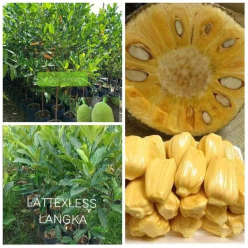 Fruit bearing trees (Category: Plants & Seeds) located in Quezon City. Submitted by cjpadilla (Listing ID 1370567234, Image 2). Description: .
