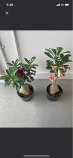 (Category: ) located in . Submitted by fruityflorist (Listing ID 1370574231, Image 1). Description: .