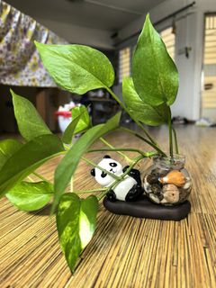(Category: ) located in . Submitted by junsanlim (Listing ID 1370474545, Image 1). Description: .