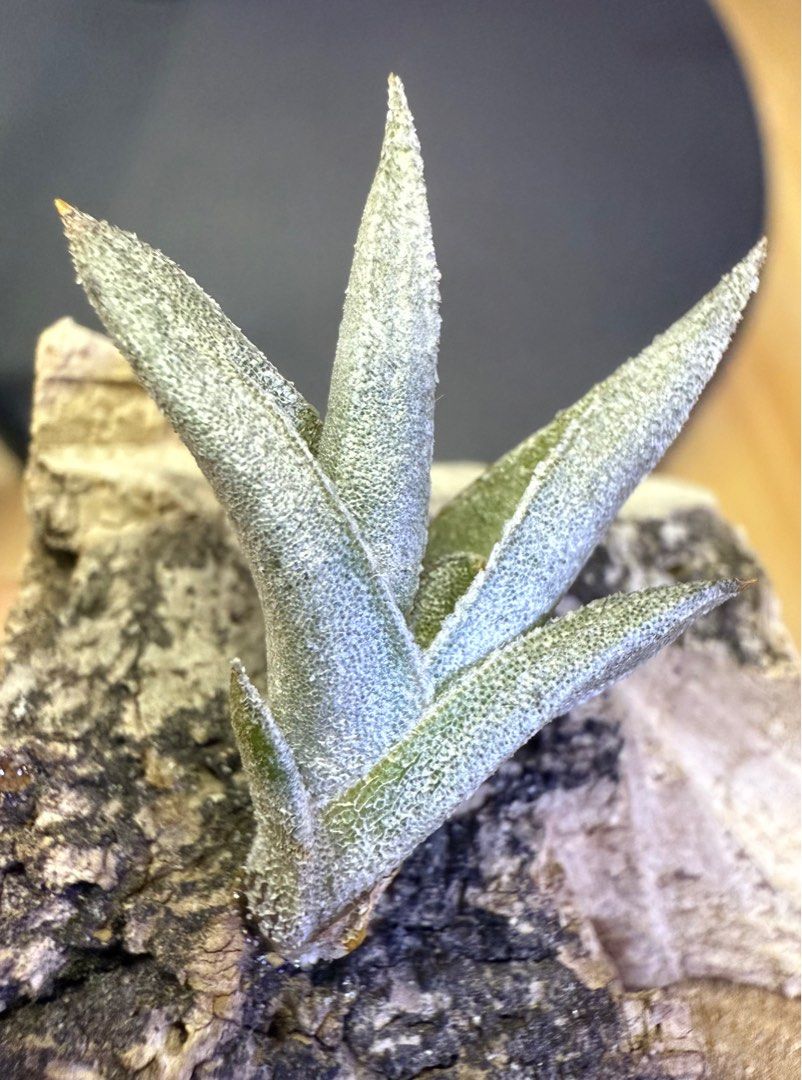 Tillandsia gilliesii ssp.polysticha チランジア・ギリエシー