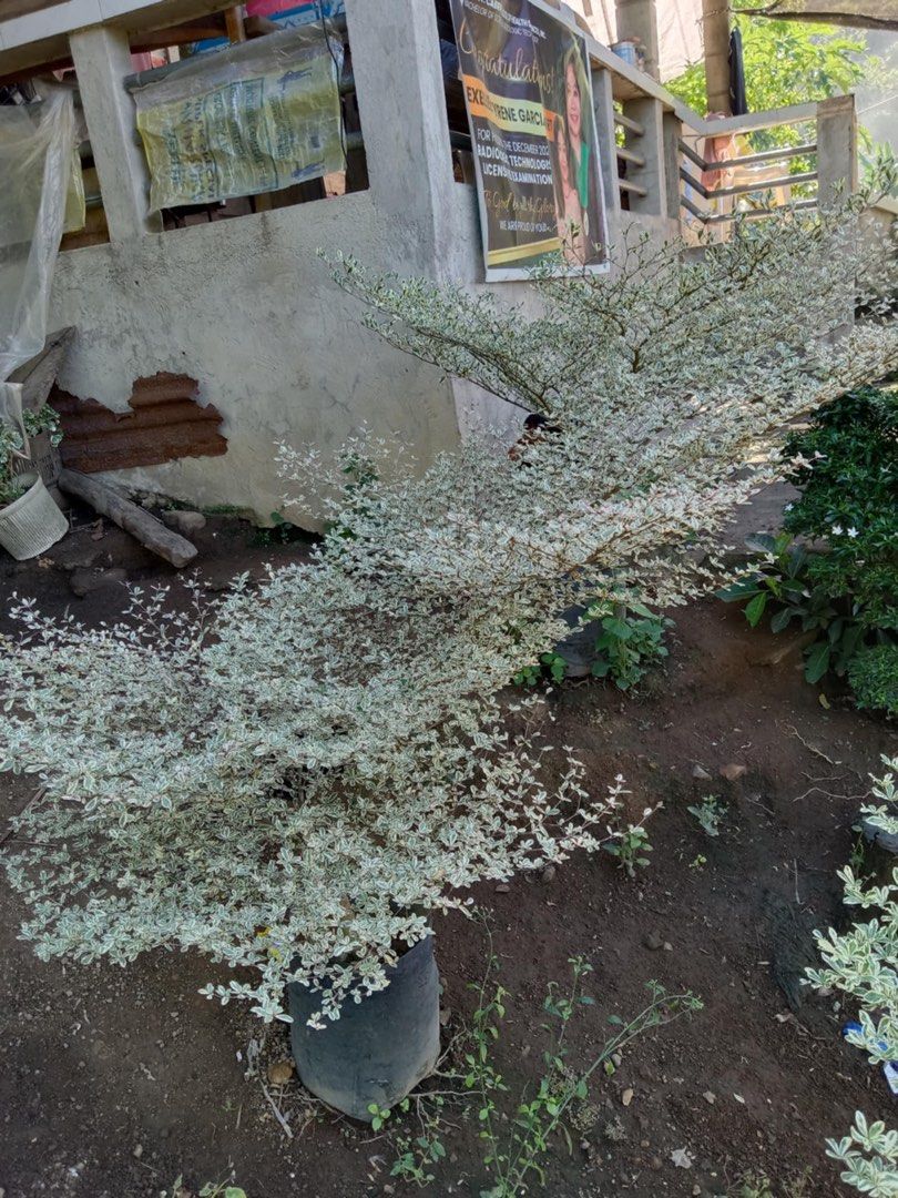 Variegated African Talisay (Category: Plants & Seeds) located in Calamba. Submitted by qualityfruittrees25 (Listing ID 1370433007, Image 2). Description: We have 8 pcs left.