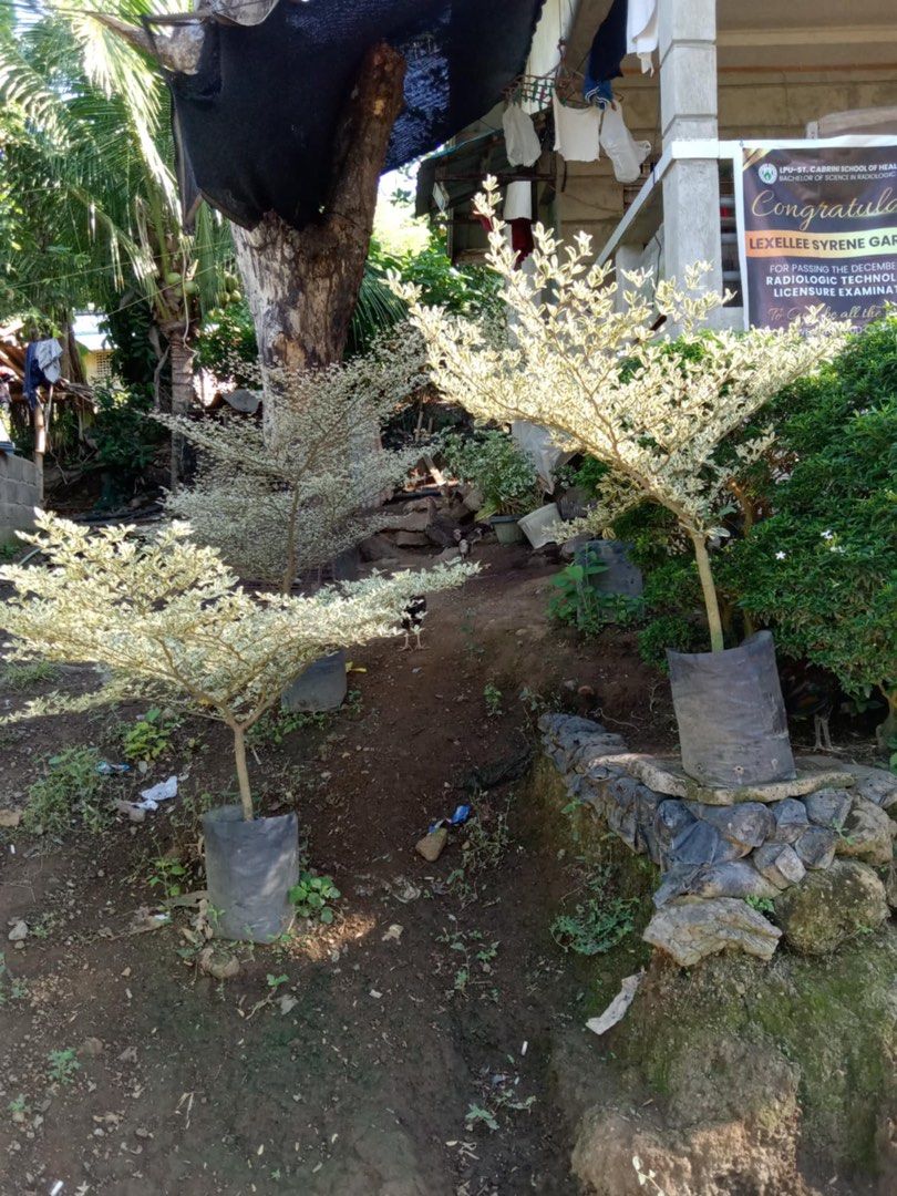 Variegated African Talisay (Category: Plants & Seeds) located in Calamba. Submitted by qualityfruittrees25 (Listing ID 1370433007, Image 1). Description: We have 8 pcs left.