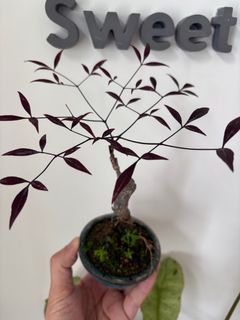 （分類：）位於 。 由 sweet2323 提交（商品編號 1370694074，圖片 1）。簡介： 。