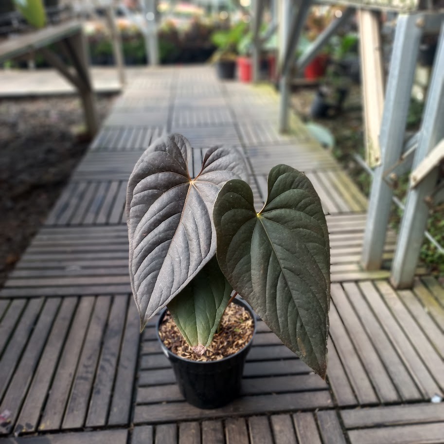 Anthurium Modeanum, Furniture & Home Living, Gardening, Plants & Seeds on  Carousell