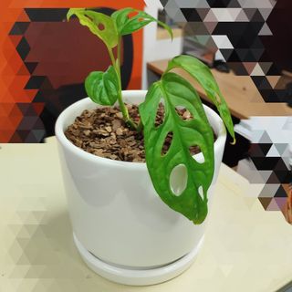 (Category: ) located in . Submitted by kevlim79 (Listing ID 1370619007, Image 1). Description: .