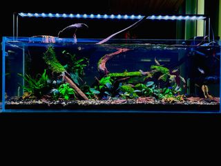 (Category: ) located in . Submitted by piscesman_aquarium_services (Listing ID 1370729303, Image 1). Description: .