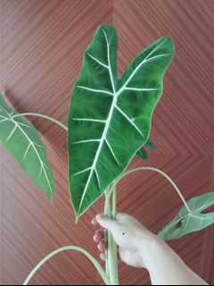 (Category: ) located in . Submitted by avdplants (Listing ID 1370679399, Image 1). Description: .