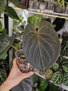 （分類：）位於 。 由 cassijewong 提交（商品編號 1360581060，圖片 1）。簡介： 。