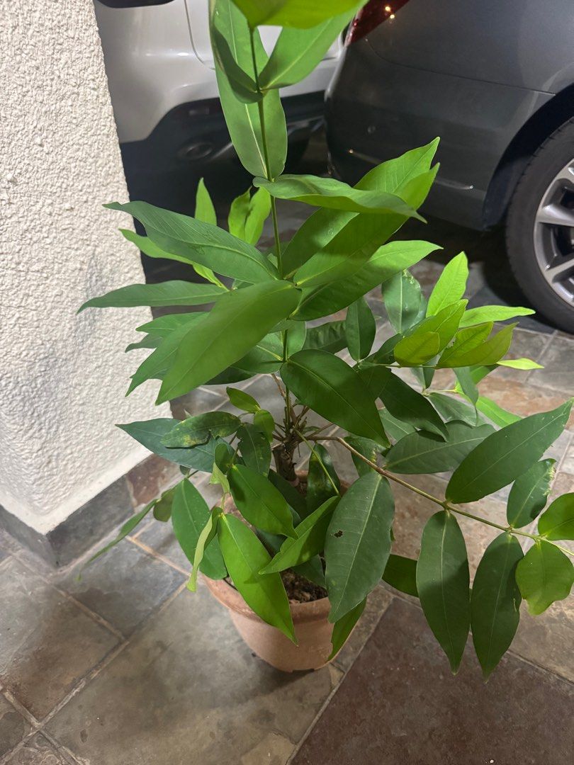 Java Apple Plant (Category: Plants & Seeds) located in Singapore. Submitted by liffydiffy (Listing ID 1370927943, Image 3). Description: Interested please contact can come and view first.