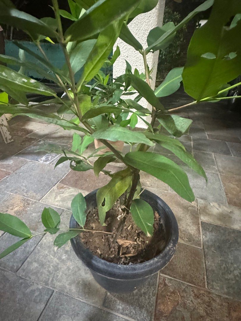 Java Apple Plant (Category: Plants & Seeds) located in Singapore. Submitted by liffydiffy (Listing ID 1370927943, Image 2). Description: Interested please contact can come and view first.