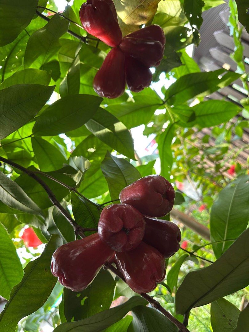 Java Apple Plant (Category: Plants & Seeds) located in Singapore. Submitted by liffydiffy (Listing ID 1370927943, Image 1). Description: Interested please contact can come and view first.