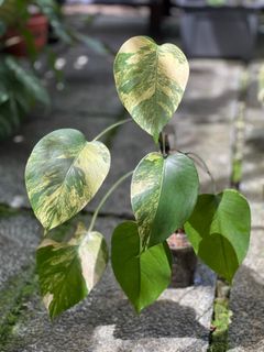 (Category: ) located in . Submitted by hortibotany (Listing ID 1370903507, Image 1). Description: .