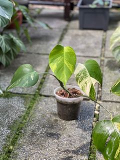 (Category: ) located in . Submitted by hortibotany (Listing ID 1370904415, Image 1). Description: .