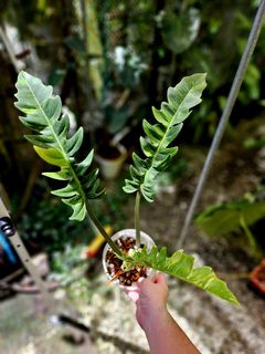 (Category: ) located in . Submitted by plantedbydan (Listing ID 1370843627, Image 1). Description: .