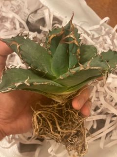 （分類：）位於 。 由 tomteaboy 提交（商品編號 1371148698，圖片 1）。簡介： 。