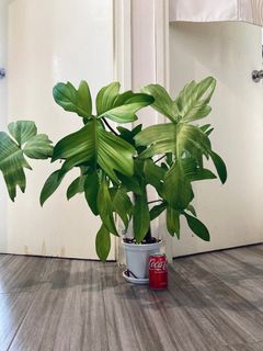 （分類：）位於 。 由 hei_man_123 提交（商品編號 1370989080，圖片 1）。簡介： 。
