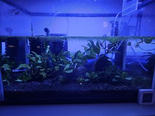 (Category: ) located in . Submitted by josemoon5 (Listing ID 1371107791, Image 1). Description: .