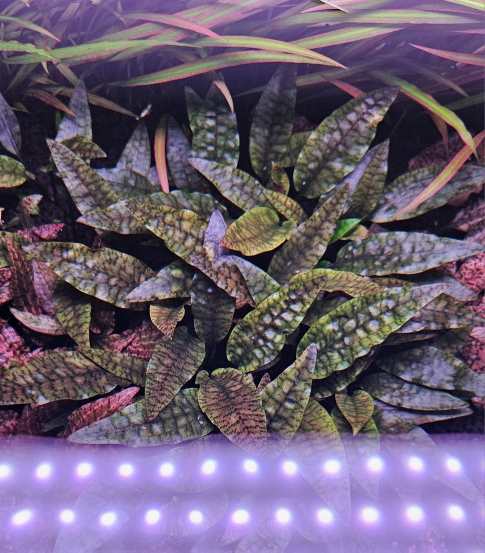 Cryptocoryne Cordata var Siamensis|crypt crypto|aquatic aquarium fresh live  plants, Furniture & Home Living, Gardening, Plants & Seeds on Carousell