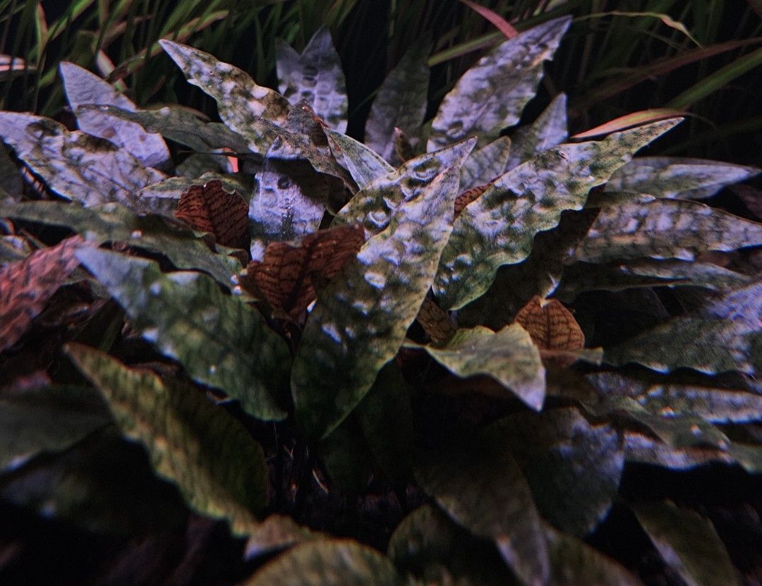 Cryptocoryne Cordata var Siamensis|crypt crypto|aquatic aquarium fresh live  plants, Furniture & Home Living, Gardening, Plants & Seeds on Carousell