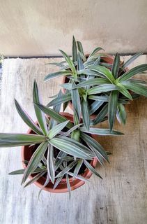 (Category: ) located in . Submitted by waiting.for.roots (Listing ID 1371122418, Image 1). Description: .
