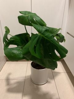 （分類：）位於 。 由 cherrie918 提交（商品編號 1371356783，圖片 1）。簡介： 。