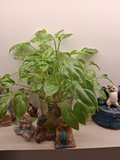 (Category: ) located in . Submitted by furbaby (Listing ID 1371317921, Image 1). Description: .