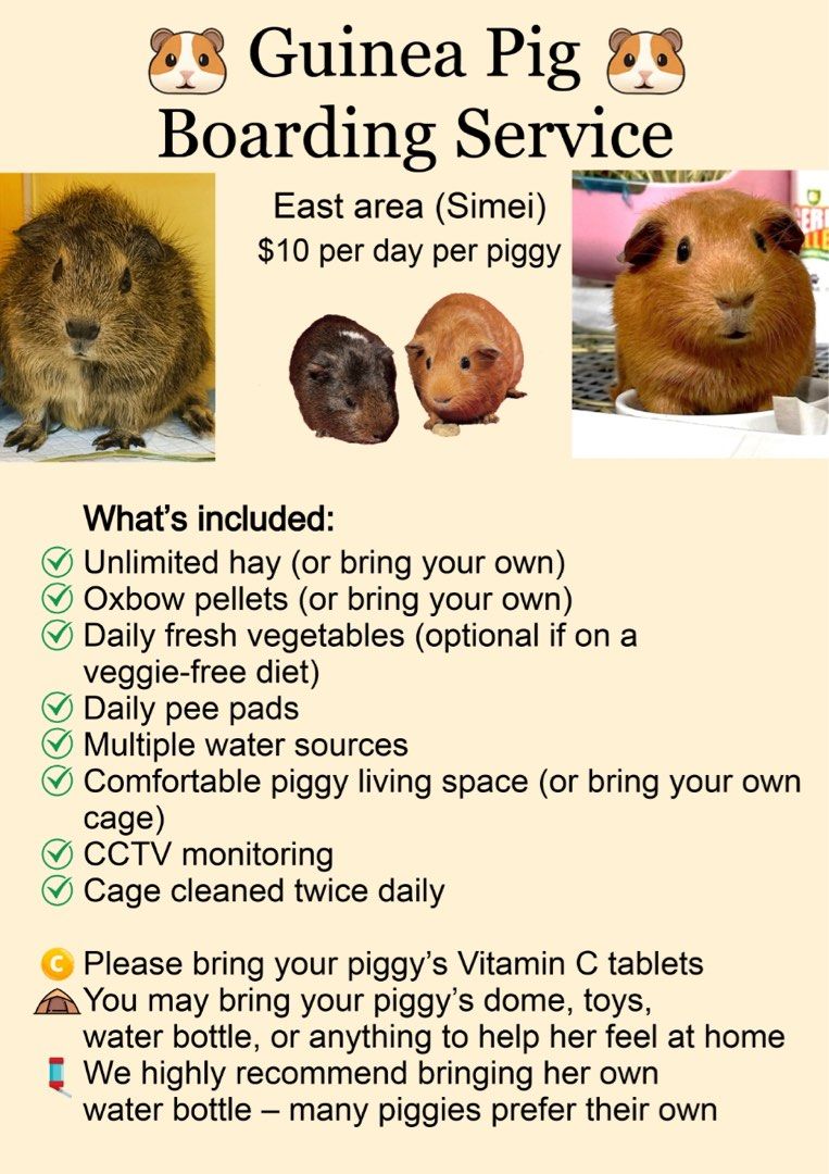 Guinea Pig Boarding hamster rabbit boarding Pet Supplies, Homes