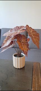 (Category: ) located in . Submitted by Ssusana (Listing ID 1371283266, Image 1). Description: .