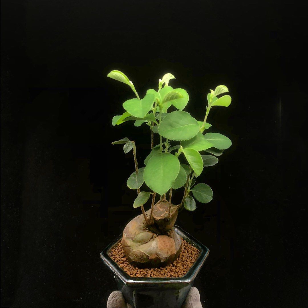 亦盆栽」花梨 盆栽