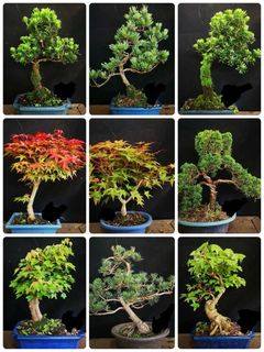 五針松出售| 植物及種子| Carousell Hong Kong