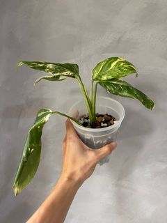 (Category: ) located in . Submitted by pgwplants (Listing ID 1371456299, Image 1). Description: .