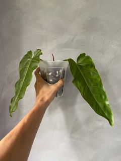 (Category: ) located in . Submitted by pgwplants (Listing ID 1371455600, Image 1). Description: .