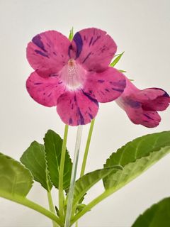 （分類：）位於 。 由 123william 提交（商品編號 1371555307，圖片 1）。簡介： 。