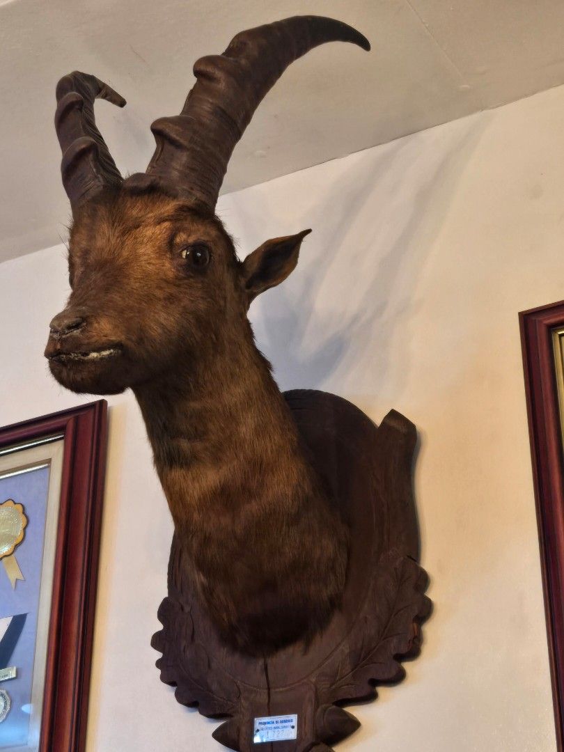 Authentic Deer Taxidermy from Italy (Category: Figurines & Statues) located in Makati City. Submitted by ClothesAndStuff (Listing ID 1371604679, Image 2). Description: .